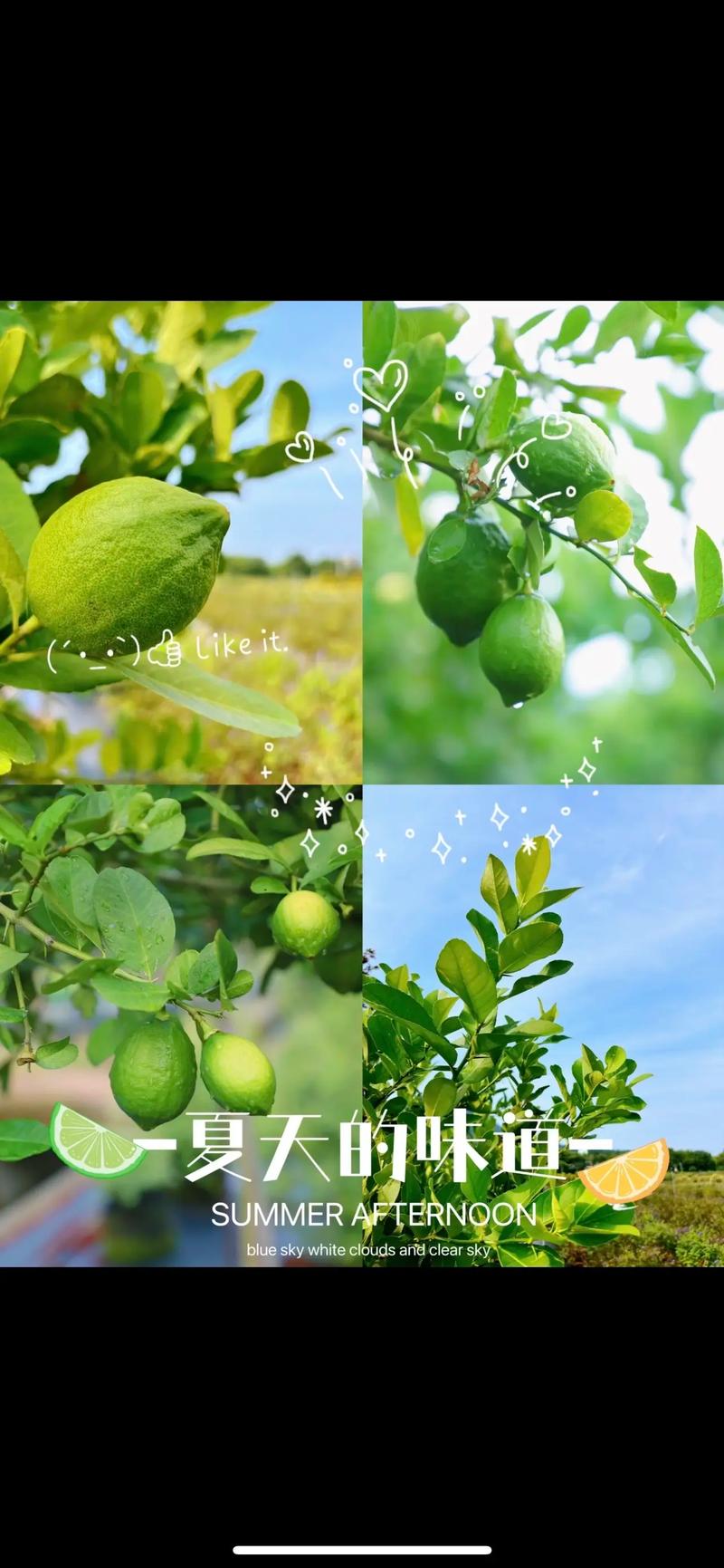 有机蔬菜:如何避免陷入营销误区