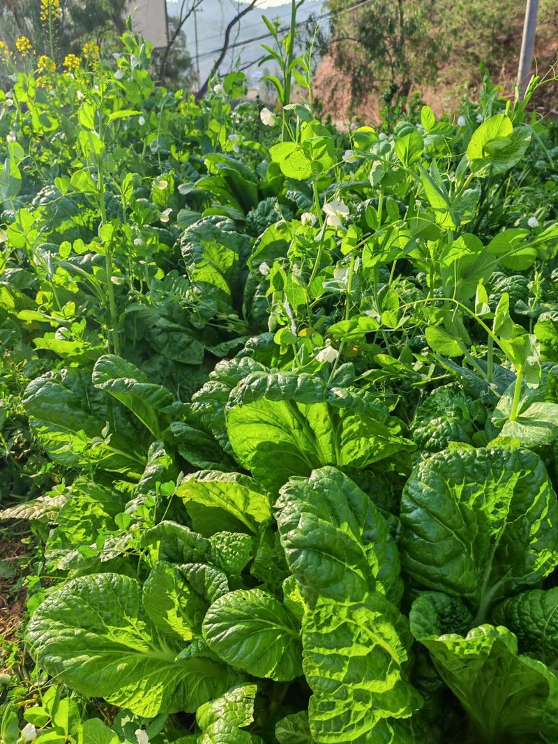 绿色生活：有机蔬菜开启健康饮食的新篇章
